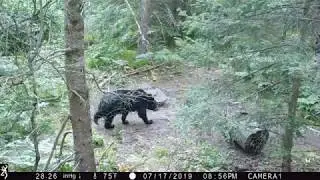 Wisconsin's Unregistered & Unlimited Bear Baiting on National Forest Lands