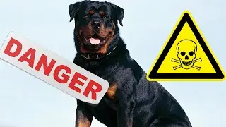 Top 5 Des Chiens Les Plus Dangereux Du Monde