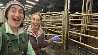 AUTOMATIC SPLITTING GATE IN USE ON A 200 COW DAIRY HERD