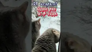 Поздравляем всех,кто родился #29февраля #топ #recommended #spring #cat