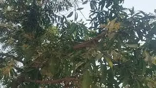 A small juice applied to a mango tree