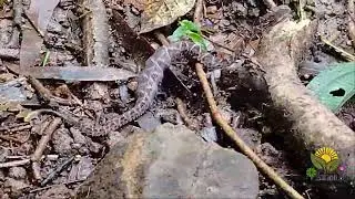 Terciopelo o Barba amarilla .. Bothrops asper