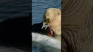 Walrus Wonders Fun Facts in 30 Seconds!