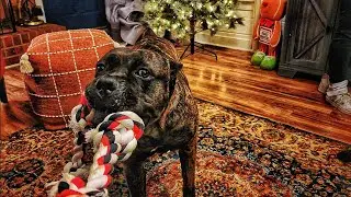 Cane Corso Gets too aggressive over a toy