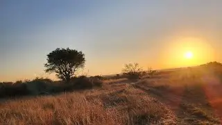 Africa Safari - short trip