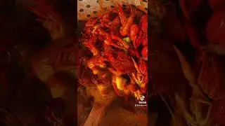 Came out platinum 🔥🦞