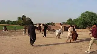 Pithu Gol Garam