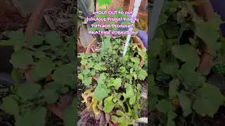 SURPRISES In The Laughing Place Garden! Prepare To Be SHOCKED! #utah #amateurgardener #spring
