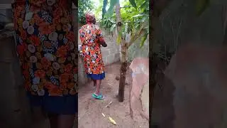 Xiguinha de cacana | Receitas de Inhambane