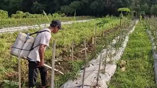 SATISFYING FARMING HACK: BOOST WATERMELON GROWTH WITH LIQUID FERTILIZER! -traditional agriculture