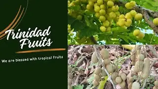 Tropical fruits of Trinidad and Tobago