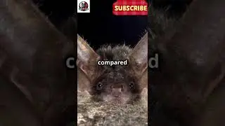 #shorts th Cuban Greater Funnel Eared Bat #educationalwildlife #animalfact #wildlifeeducation #facts