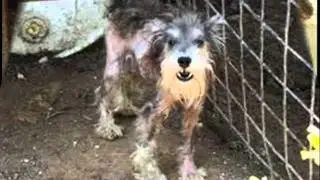 Stop Puppy Mills!