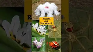 Beautiful and rare spider #108#info#info nation#quiz #info#quiztime #quiztamil#intresting#animals