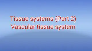 Tissue systems part2 Vascular tissue system