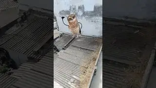 aap##  fatafat ###song### ullu dance 😝😝😝🤩😝😎😎##
