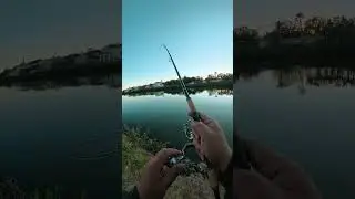 Need Ladyfish for Cut Bait? Try This Spot! 🎣