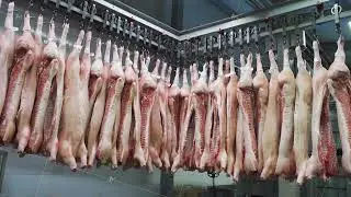 Pork meat. Headless frozen pork carcasses hang on hooks in an industrial refrigeration chamber