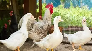 Chickens and ducks ! Eating togather ! sleep music ! #chicken #duckfarming #duck #animals #music 