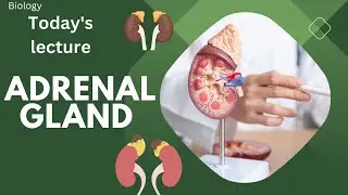 Adrenal gland | Corticosteroids | Adrenaline | Epinephrine | Biology  |in Urdu, Hindi