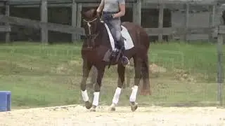 Laudable halfpass