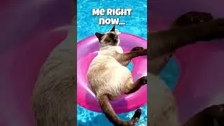 cat chilling out at the pool  #funny #cat #swimmingpool