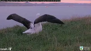 Short-tailed Albatross । Diomedeidae
