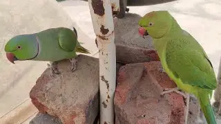 PARROT PLAYING || MITHU PLAYING || GAMExPLAY ||