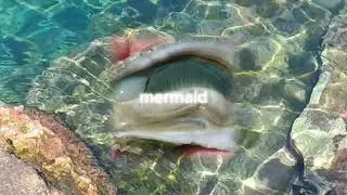 PROFESSiONAL MERMAiD 𖦹 ȶɨӄɨ քǟաʐ
