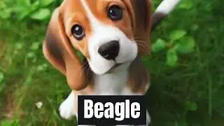 Beagle