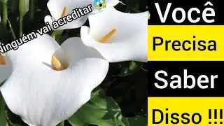 como plantar copo de leite? (dicas r&aacute;pidas)