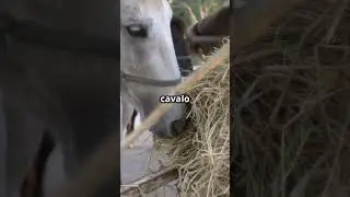 Nutri&ccedil;&atilde;o de Cavalos de Trabalho: Dicas Essenciais!