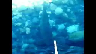 Endemic Trout spawning Blatnjace of Plav Lake Montenegro Mrijest jezerske pastrmke Blatnjace by Tero