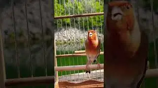 Enjoy My European goldfinch  x Canary - Jilguero Mulo - Carduelis Hybrid - European Goldfinch Mule