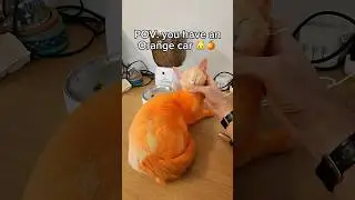 His new name is Orange Mr. Bing Bing🍊🐱#pov #cats #shorts