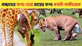 দেখুন বাচ্চাদের জন্ম দেয়া কতটা কঠিন | strangest ways animals give birth | caught on Camera