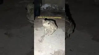 NOS VISIT&Oacute; EL SAPO PEPE GUARDI&Aacute;N DE QUIEN TE QUITA LO RODANTEADO.