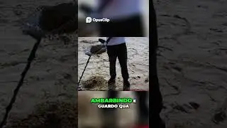 metal detector italia m&agrave; cosa c&egrave; ? reazioni in diretta pirate apolonia