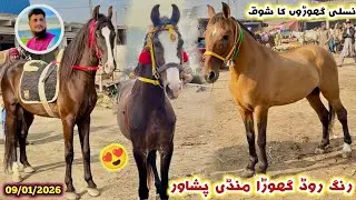 Horse 🐎 Market Peshawar New Stock Arrived Latest Updates 10/01/2026| Desi & Quetta Breed Izhar Ali