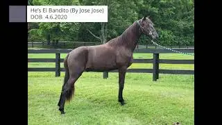 Prestige Horse Sale - He's El Bandito
