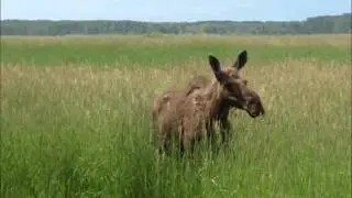 Kittson County Nature Slideshow