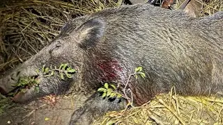 HIKMICRO ALPEX LRF 4K - Wild boar shot from 233m