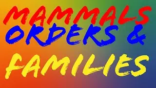 Mammals' Orders/Order Chiroptera/Mega Chiroptera/Micro Chiroptera