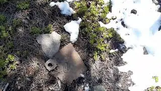 #44 sasquatch, Bigfoot, amazing structures and lots of evidence. project sasquatch