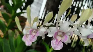 Live Anggrek Jadul, Hybrid, Spesies, Keriting dkk murce 😍 Bisa COD WA 0812-3183-3286