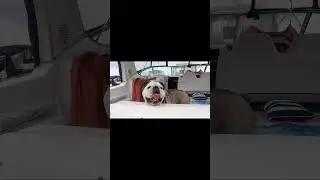 Otis  #boatlife #boats #boatdog #bulldog #englishbulldog