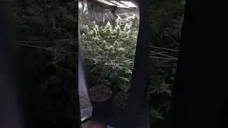 Having nostalgia over the Big Bud grow in 2022 with what appears to be 10 gallon grow bags! Could it