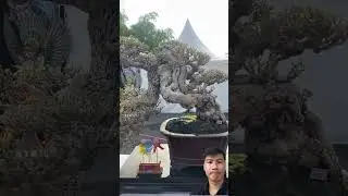 Bonsai Indonesia #bonsai #bonsaitree #indonesia