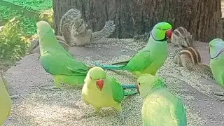 #qutesquirrel #squirrelstory #squirrelwatching #animallove #youtubevideo @UrmilaSurSangam 