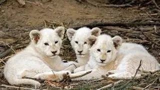 White Lion Cubs Cute baby in nature Jungle #nature #lion #cubs #cutecub #cute #animals #whitelion
